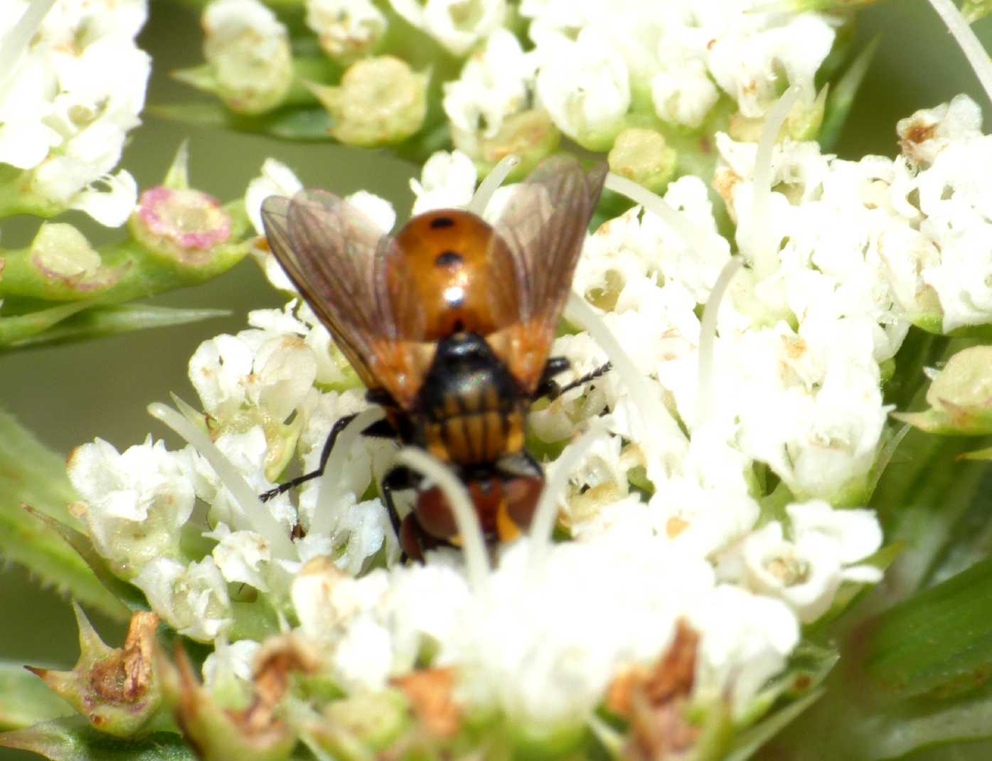 Gymnosoma in accoppiamento